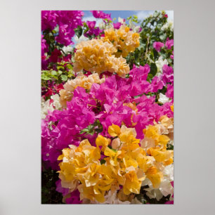 Bouganvilleau, Cayman Brac, Cayman Islands, Poster