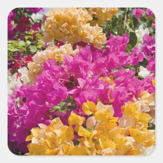 Bouganvilleau, Cayman Brac, Cayman Islands, Quadratischer Aufkleber (Vorderseite)