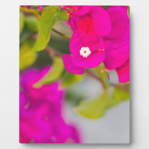 Bouganvillien-Blumen Fotoplatte