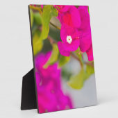 Bouganvillische Blume Fotoplatte (Seite)