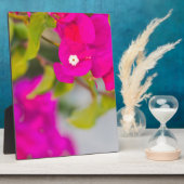 Bouganvillische Blume Fotoplatte (Seite)