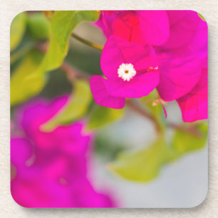 Bouganvillische Blume Getränkeuntersetzer
