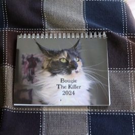 Bougie Dilute Calico Maine Coon Cat Kalender