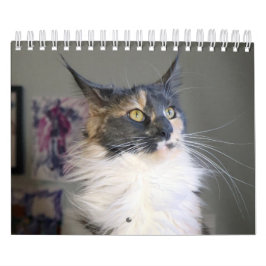 Bougie Dilute Calico Maine Coon Cat Kalender