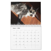 Bougie Dilute Calico Maine Coon Cat Kalender (Mär 2026)