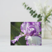 Bountiful Butterfly Iris Fotografie Postkarte (Stehend Vorderseite)