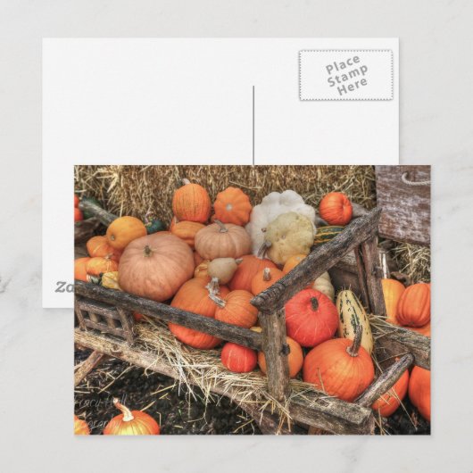 Bounty Pumpkins Postkarte (Vorne/Hinten)
