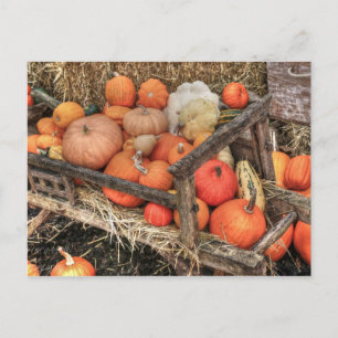 Bounty Pumpkins Postkarte