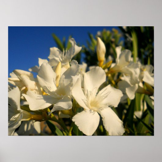 Bouquests und Blauer Himmel Poster (Vorne)