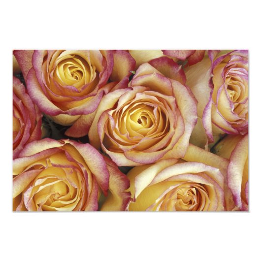 Bouquet der Rose Fotodruck (Vorne)