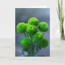 Bouquet von Green Santini Chrysanthemum Blume