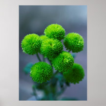Bouquet von Green Santini Chrysanthemum Blume