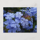 Bouquet von Plumbago Ankündigungspostkarte (Vorderseite)
