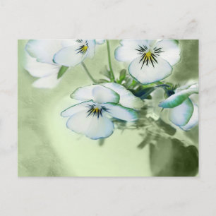 Bouquet weißer Stiefmütterchen im grünen Hintergru Postkarte