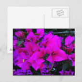 Bourgenvilla Postkarte (Vorne/Hinten)