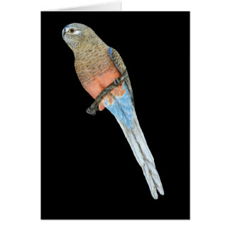 Bourkes Papagei - Neophema bourkii