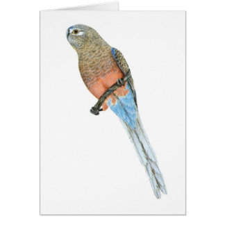 Bourkes Papagei - Neophema bourkii
