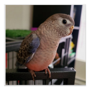 Bourkes Parakeet Glossar Poster