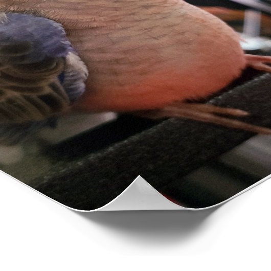 Bourkes Parakeet Poster (Ecke)