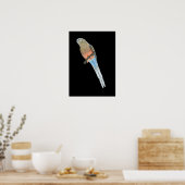 Bourke's Parrot - Neophema bourkii Poster (Küche)
