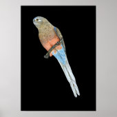 Bourke's Parrot - Neophema bourkii Poster (Vorne)