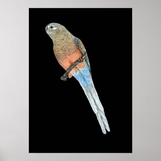 Bourke's Parrot - Neophema bourkii Poster (Vorne)