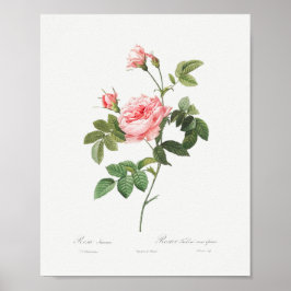 Boursault Rose Vintag Floral Pink Rose Poster