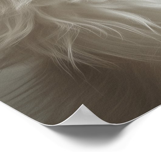 Boutique Pet Groomo Poster (Ecke)