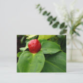 Bouton Rouge - Martinique, FWI Postkarte (Stehend Vorderseite)