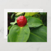 Bouton Rouge - Martinique, FWI Postkarte (Vorne/Hinten)