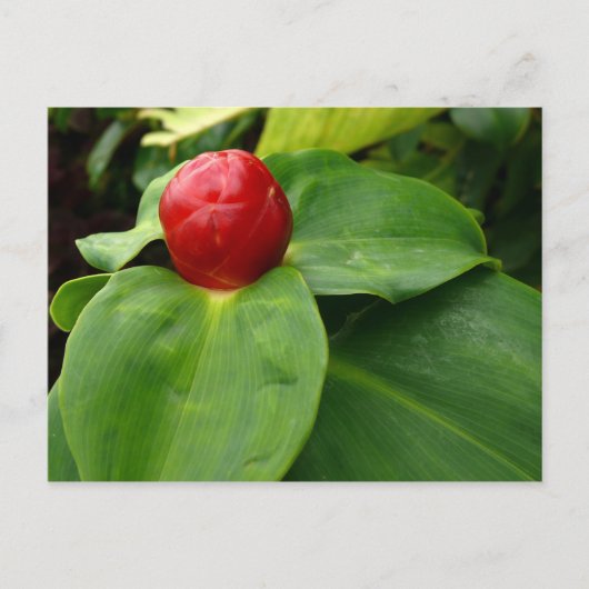 Bouton Rouge - Martinique, FWI Postkarte (Vorderseite)