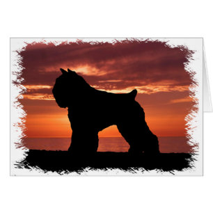 Bouvier DES Flandres