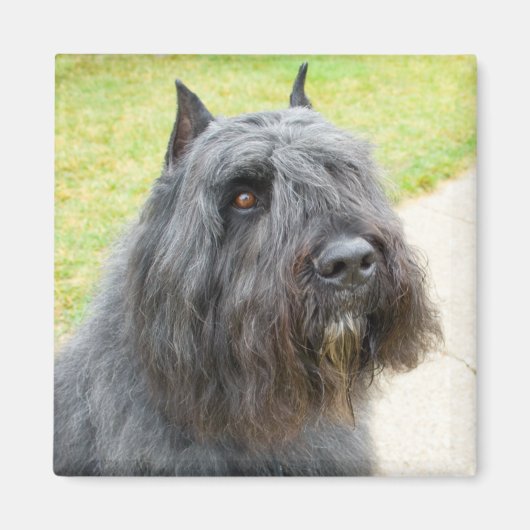 Bouvier des Flandres Magnet (Vorne)