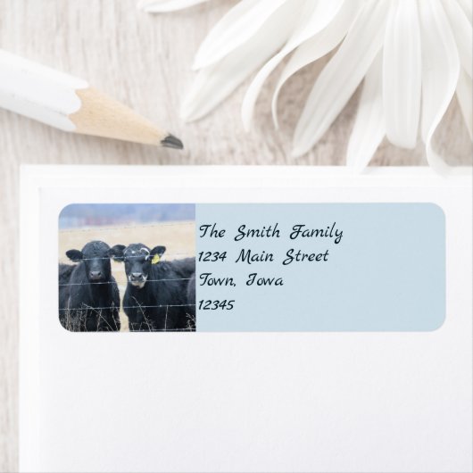 Bovine Bystanders (Insitu)