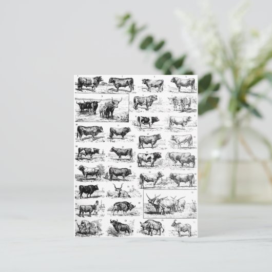 Bovine Chart Postkarte (Stehend Vorderseite)