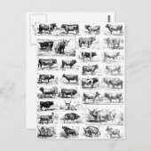 Bovine Chart Postkarte (Vorne/Hinten)
