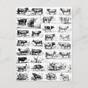 Bovine Chart Postkarte