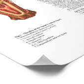 Bovine Cow Muscle Anatomie Poster (Ecke)