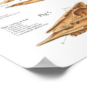 Bovine Cow Skeletal Anatomie Poster (Ecke)