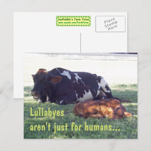 Bovine Lullaby Postkarte (Vorne/Hinten)