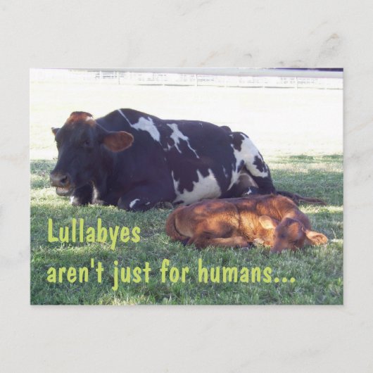 Bovine Lullaby Postkarte (Vorderseite)