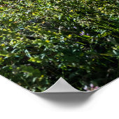 Bow Lake Banff National Park Kanada Reisen Poster (Ecke)