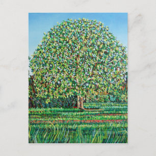 Bow Tree Spring Postkarte
