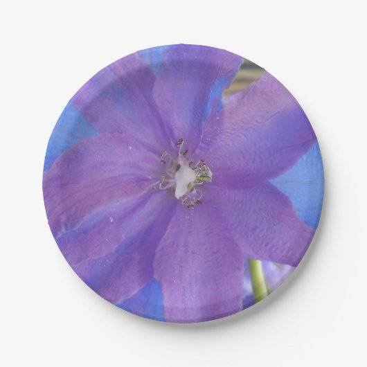 Bowen Pappteller (Vorderseite)