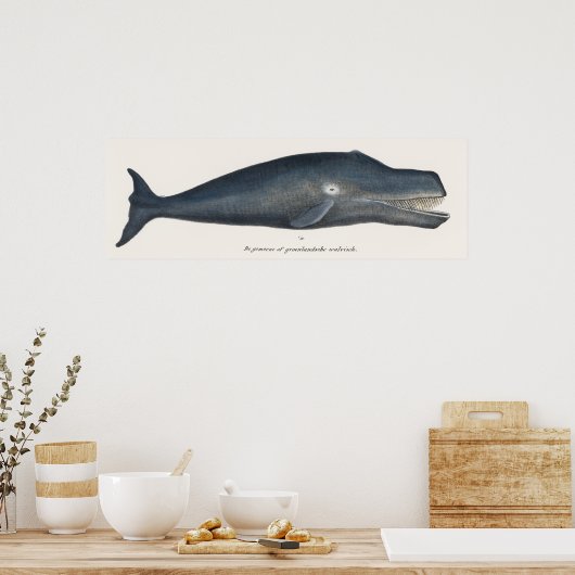 Bowhead Whale Lithograph Poster (Küche)