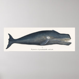Bowhead Whale Lithograph Poster