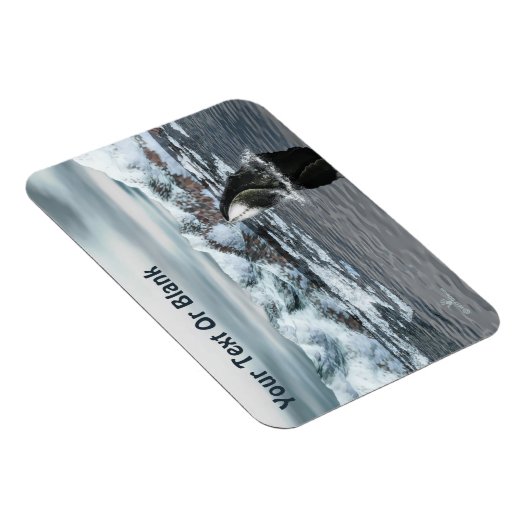 Bowhead Whale Magnet (Rechte Seite)
