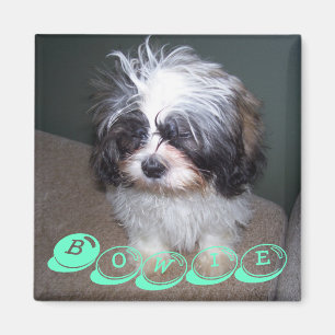 Bowie der flockige Hündchen-Magnet Shih Tzu Magnet
