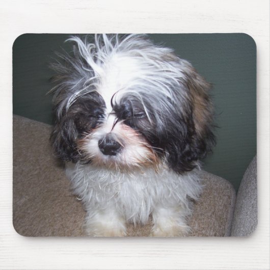 Bowie der flockige Welpe 2 Mousepad Shih Tzu (Vorne)
