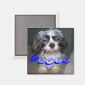 Bowie the Fuzzy Shih Tzu Puppy Dog Magnet (Vorderseite/Rückseite)